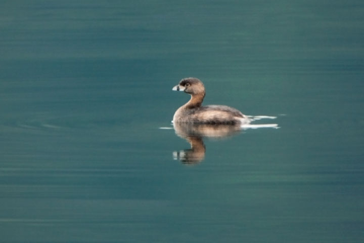 Pied-billed Grebe