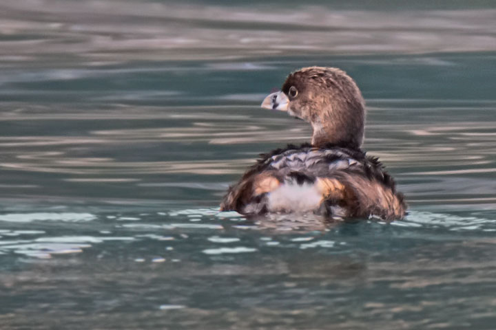 Pied-billed Grebe