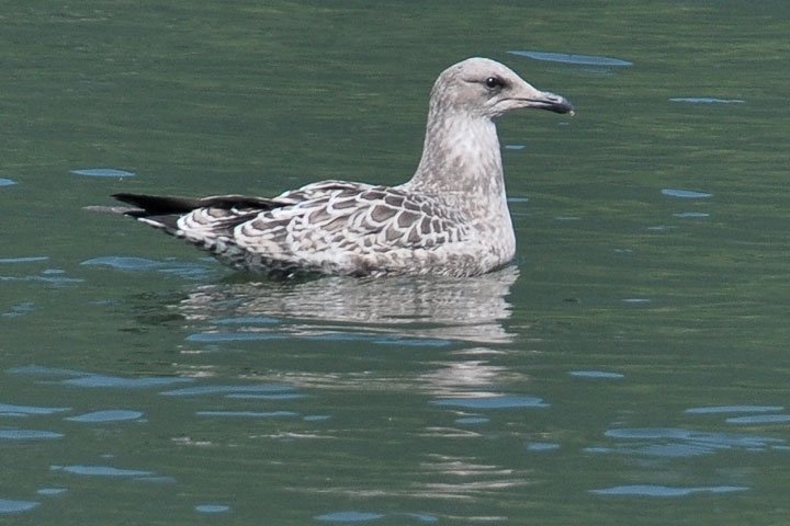 california gull flock