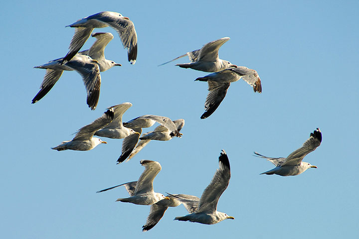 California Gulls migrate along the Lake