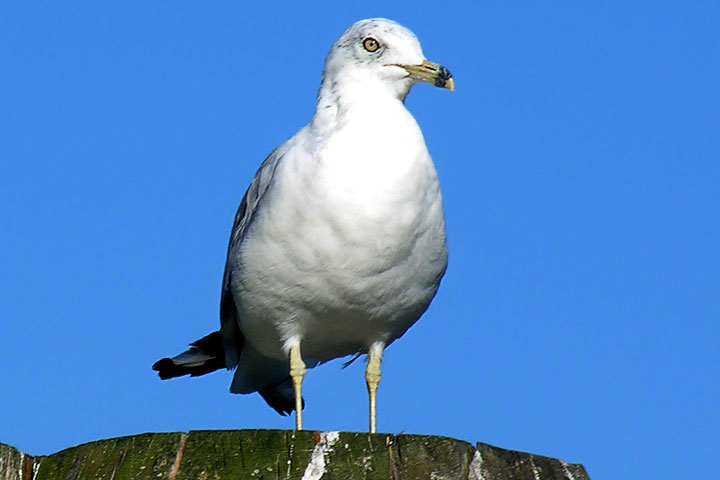 ring-billed gull