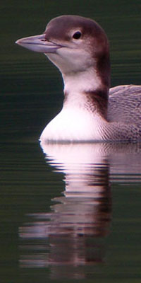 loon, juvenile