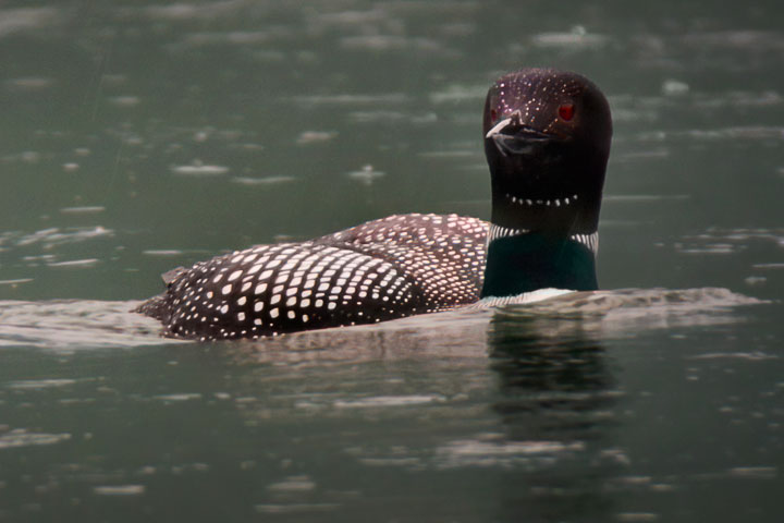 loon