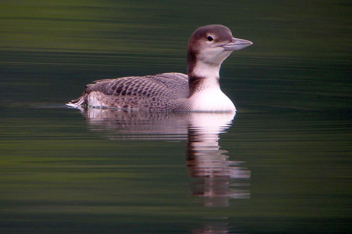 loon