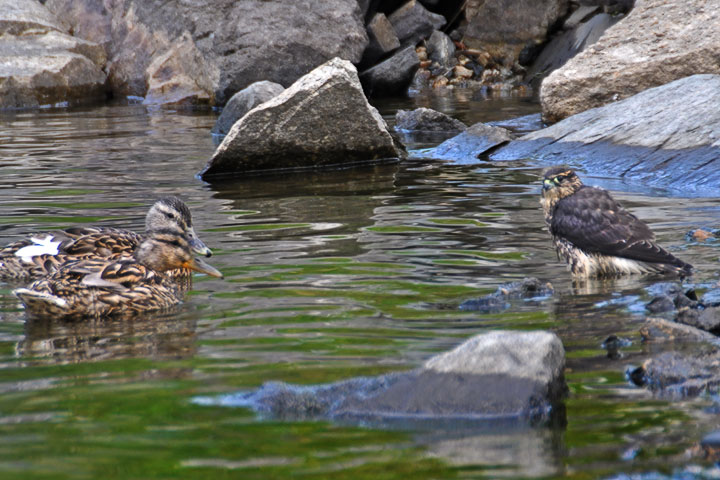 mallard