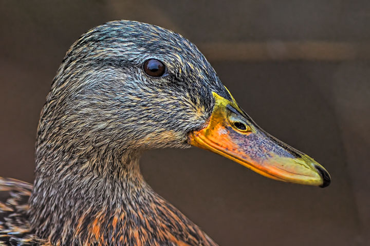 mallard female