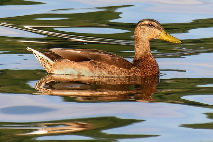 Mallard drake, eclipse