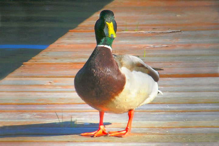 mallard drake