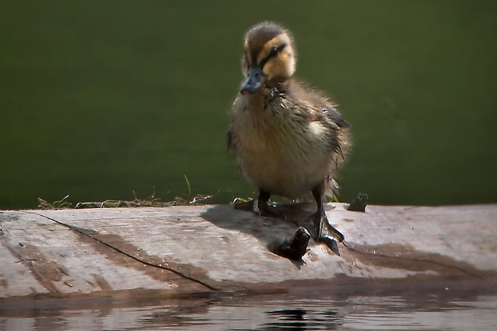 mallard chick