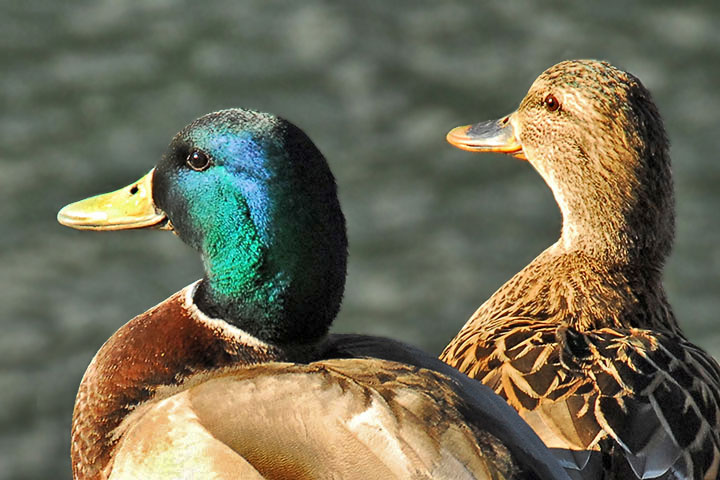 mallard couple