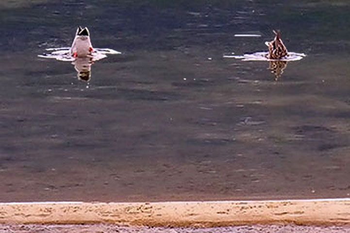 mallards dabbling 