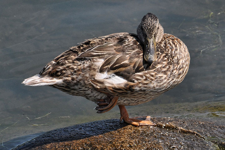 mallard 