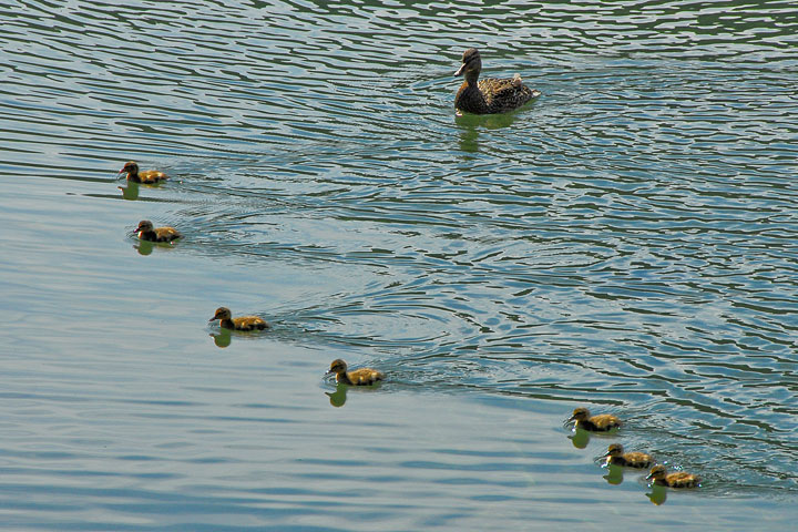 mallard family