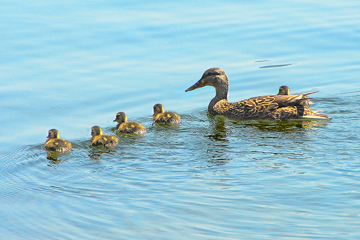 mallard family