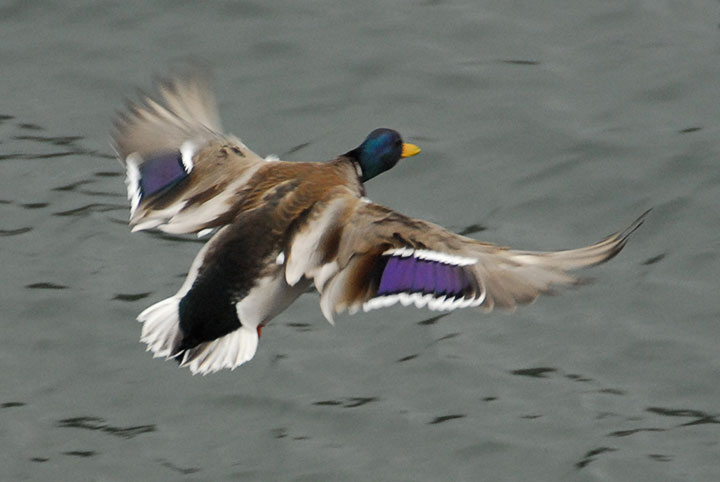 mallard wings