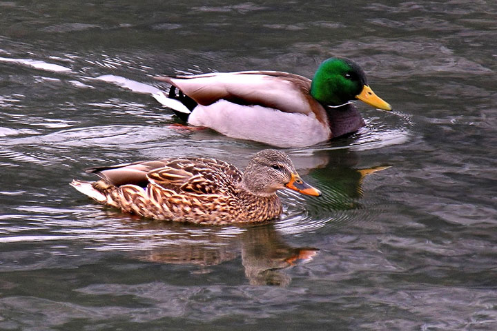 mallard couple