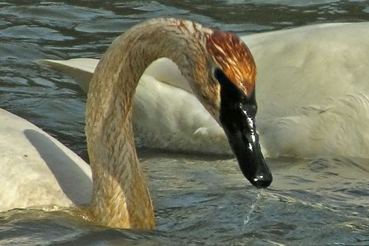 Trumpeter Swan