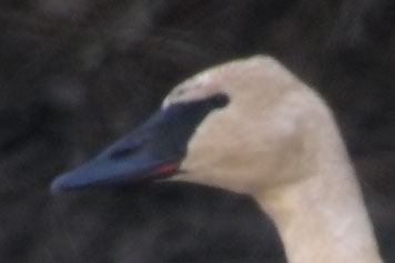 Trumpeter Swan