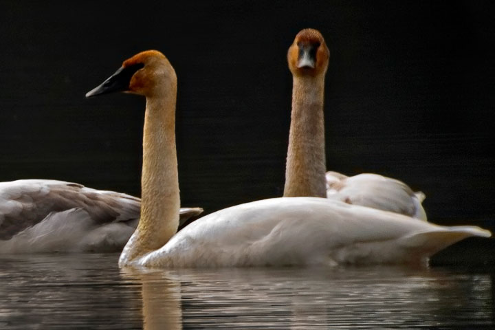 Trumpeter Swan
