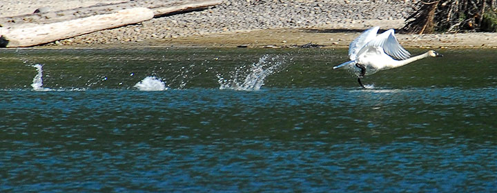 trumpeter swan launch