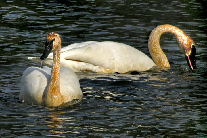 Trumpeter Swan