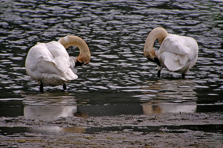 Trumpeters preening