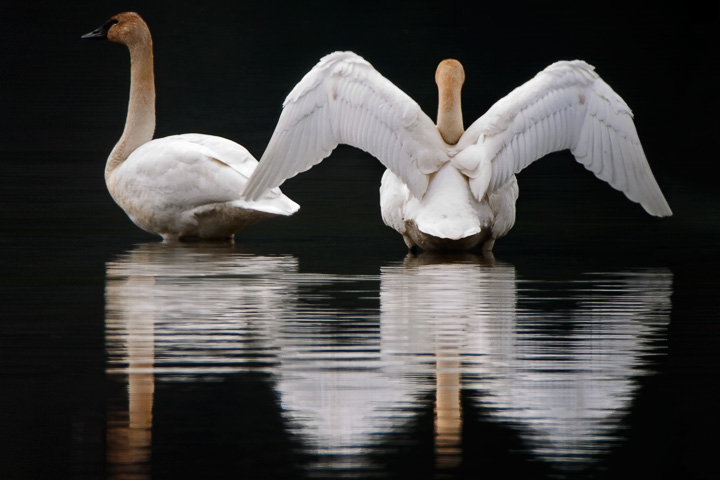 Trumpeter Swans