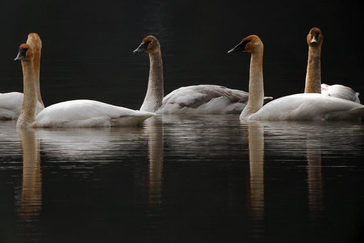 Trumpeter Swans