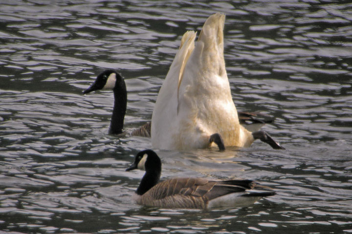 Trumpeter Swan dabbling