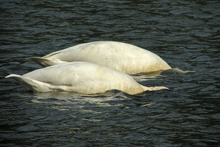 Trumpeter Swan dabbling
