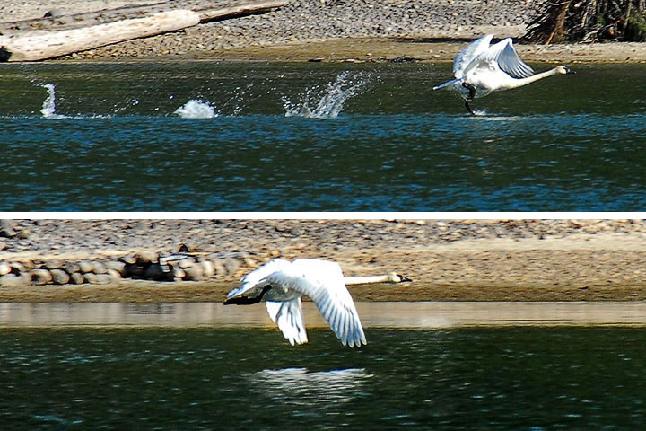Trumpeter Swans