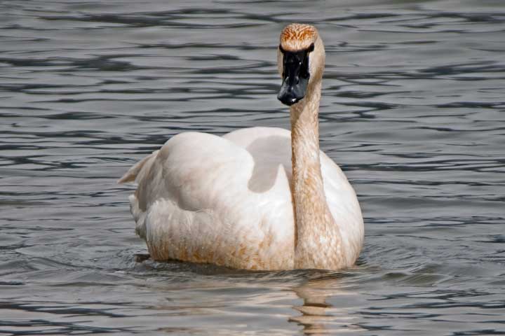 Tundra Swan