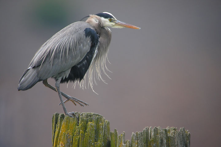 heron, adult