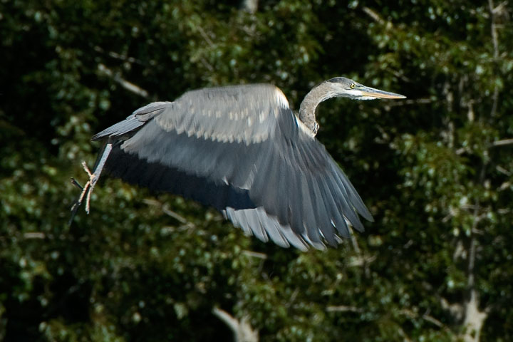 A Great Blue Heron launches itself into the air