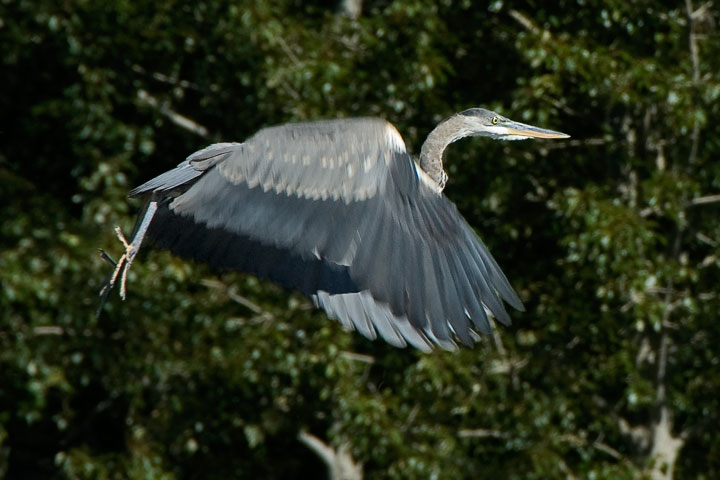 heron