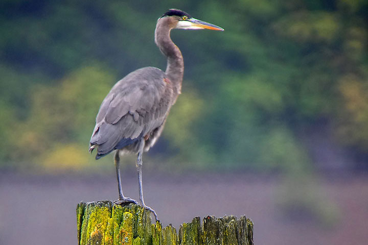 heron
