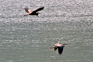 two flying herons