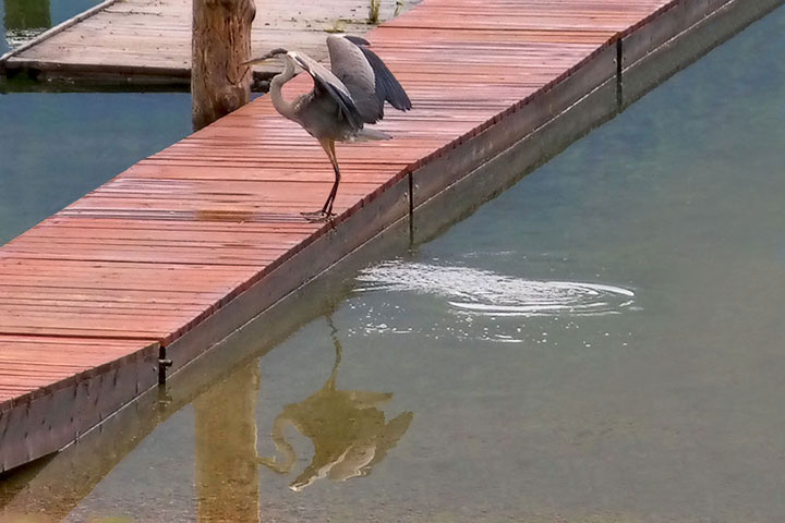 heron lifting out of water