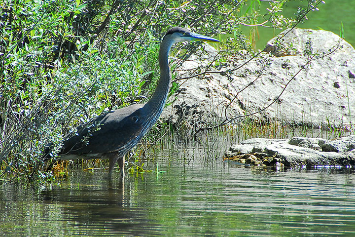 heron at Crescent Bay