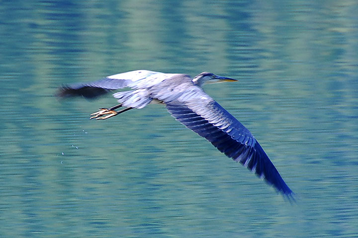 great blue heron