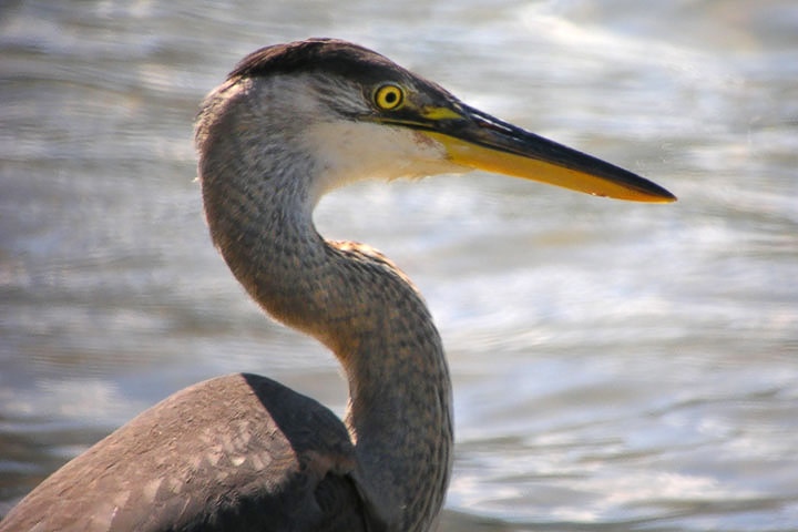 heron, juvenile