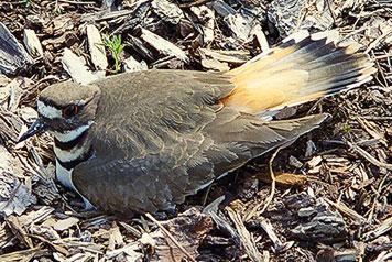 killdeer female nest