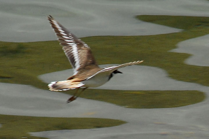 killdeer in flight