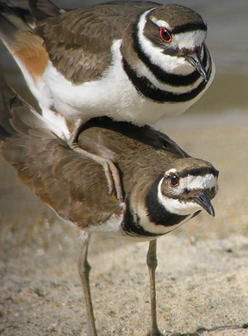 killdeer coitus