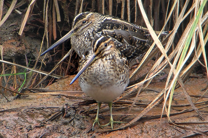 wilsons snipe