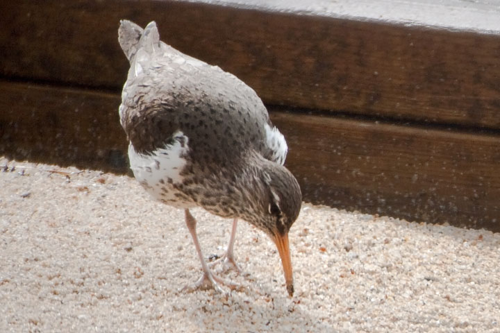 spotted  sandpiper probing