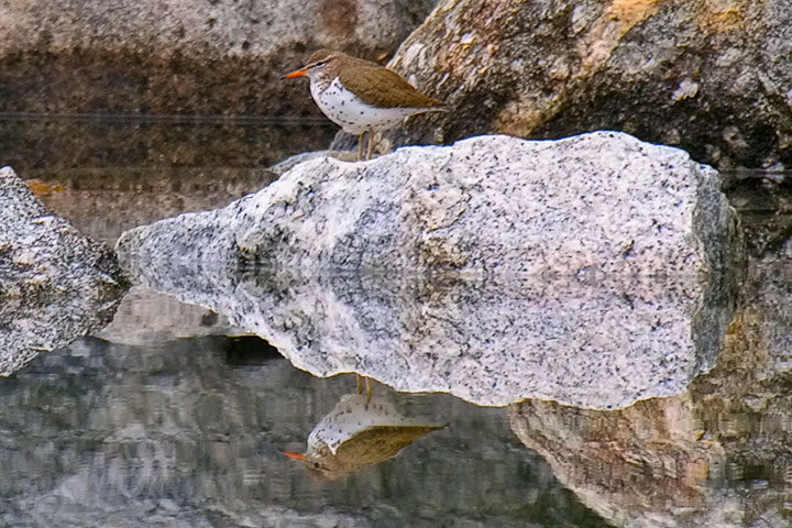 spotted  sandpiper