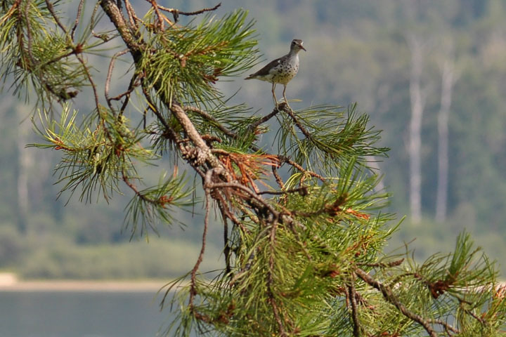 spotted sandpiper perching