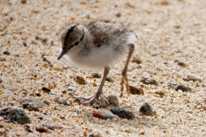 spotted sandpiper chick