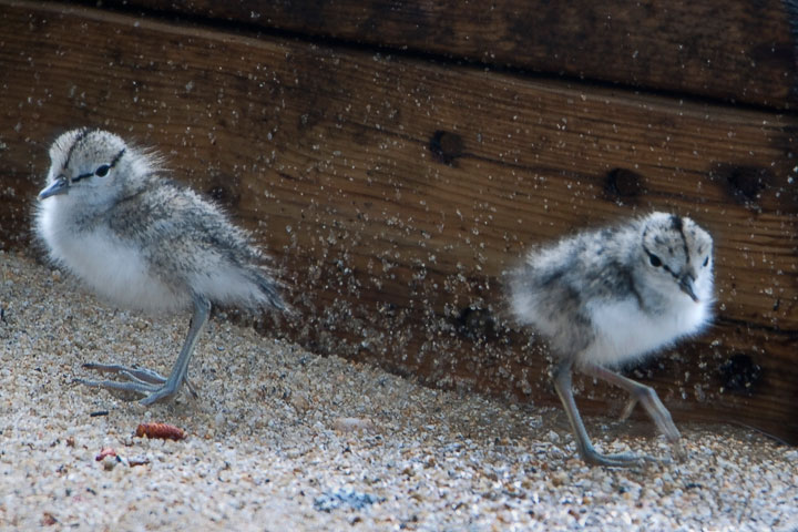 spotted  sandpiper chicks